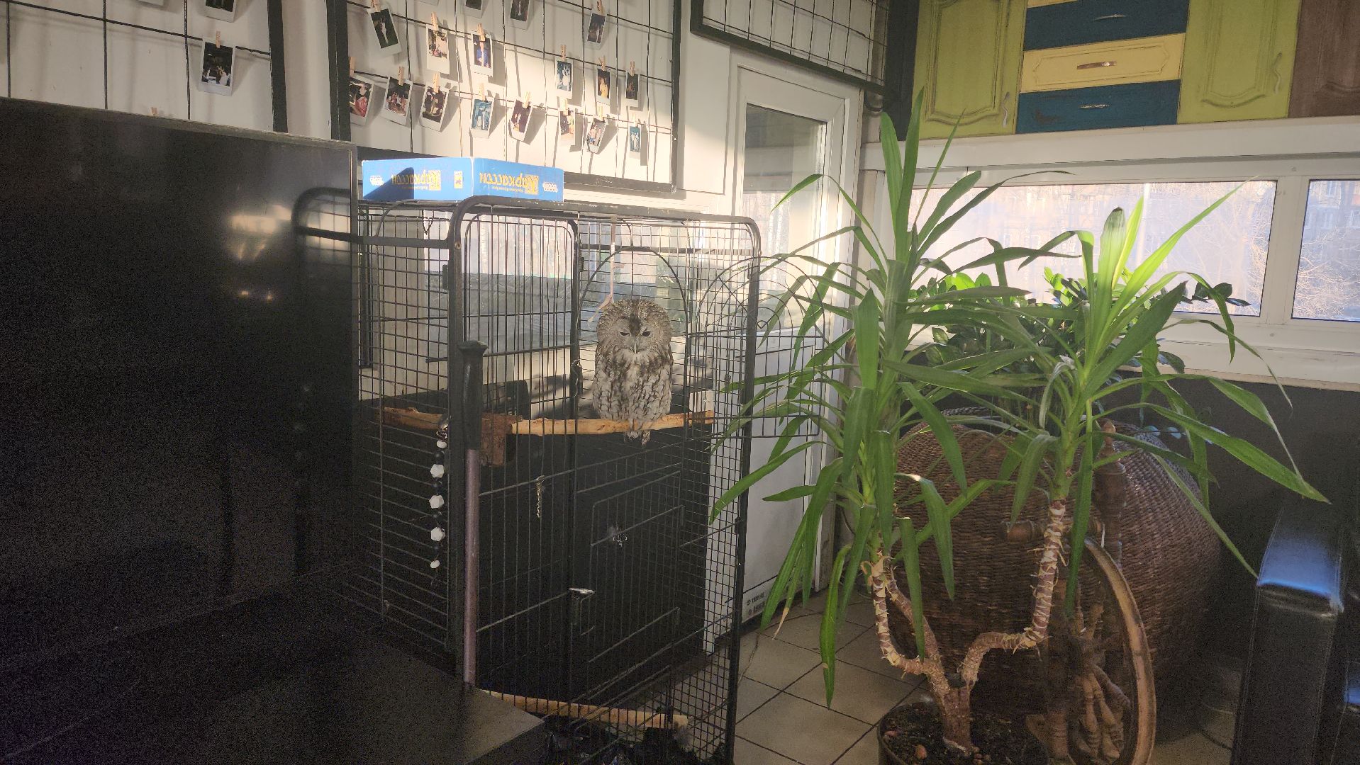 сова, техцентр, автосервис, балашиха,