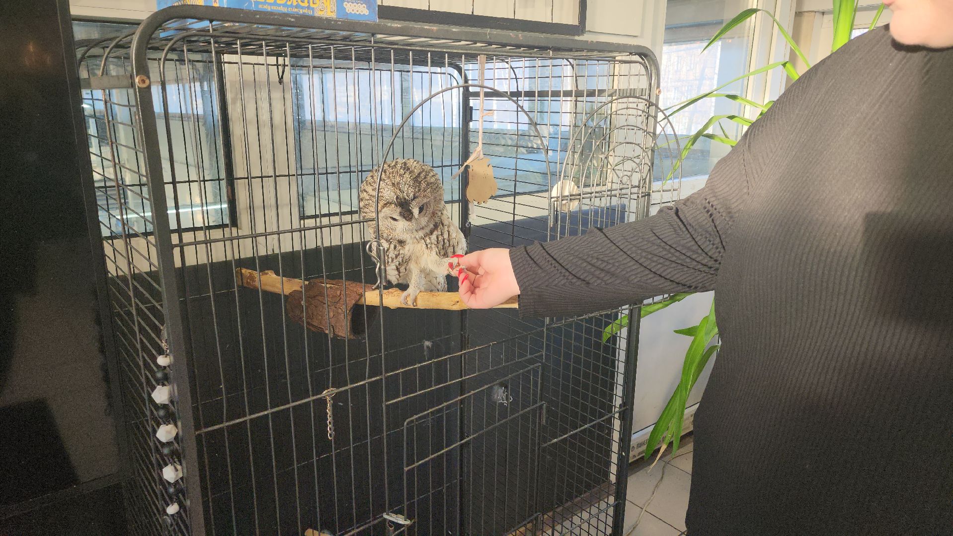 сова, техцентр, автосервис, балашиха,