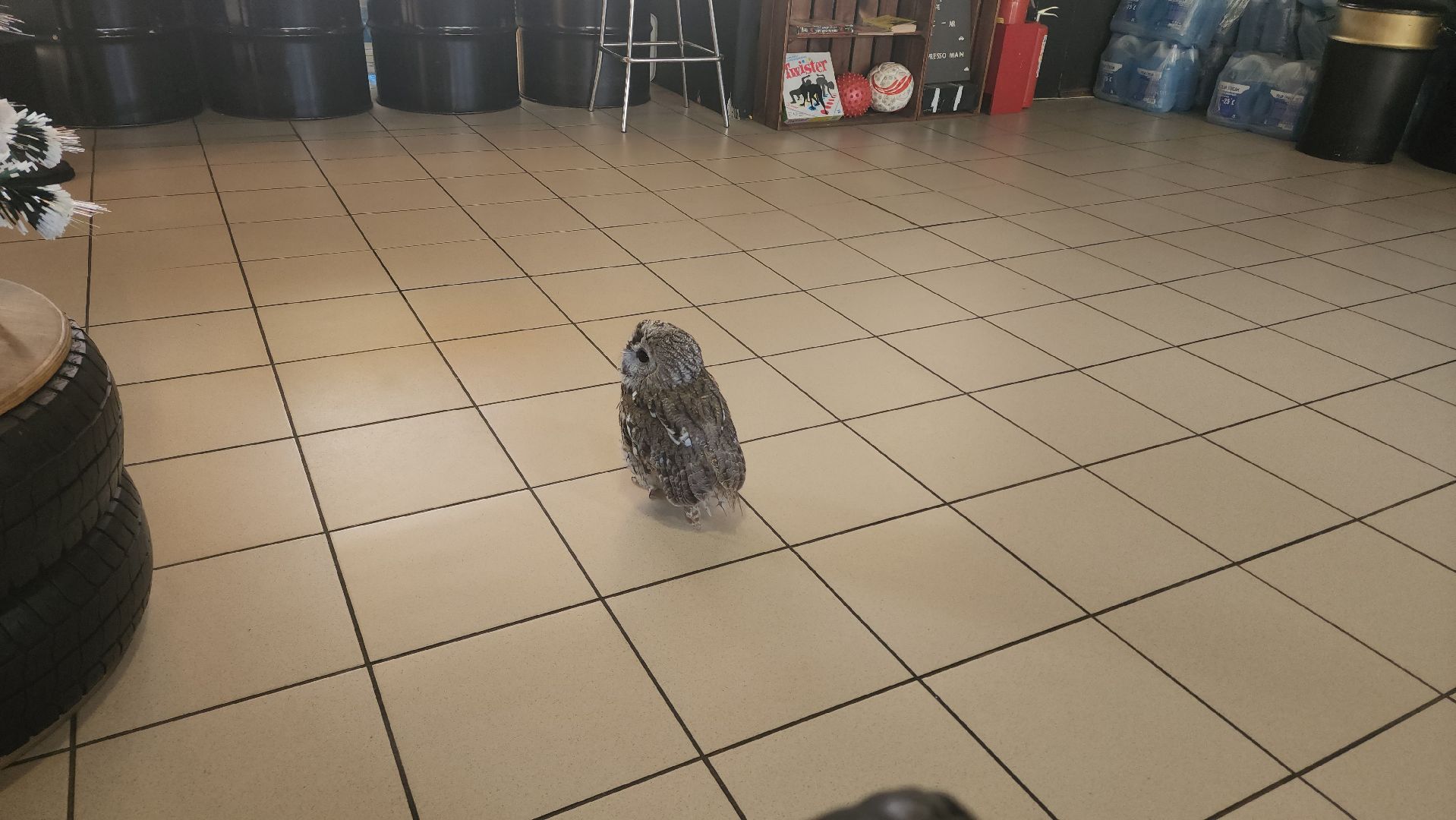 сова, техцентр, автосервис, балашиха,