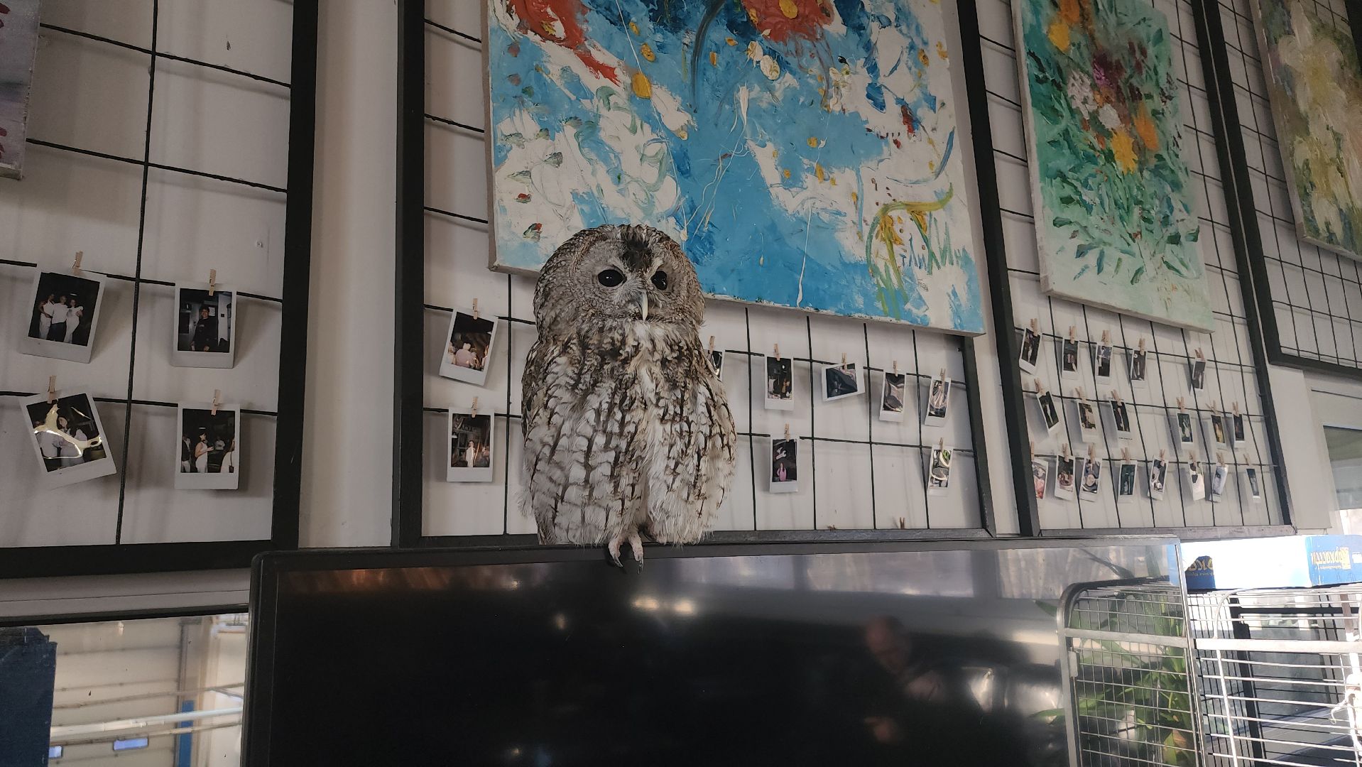 сова, техцентр, автосервис, балашиха,