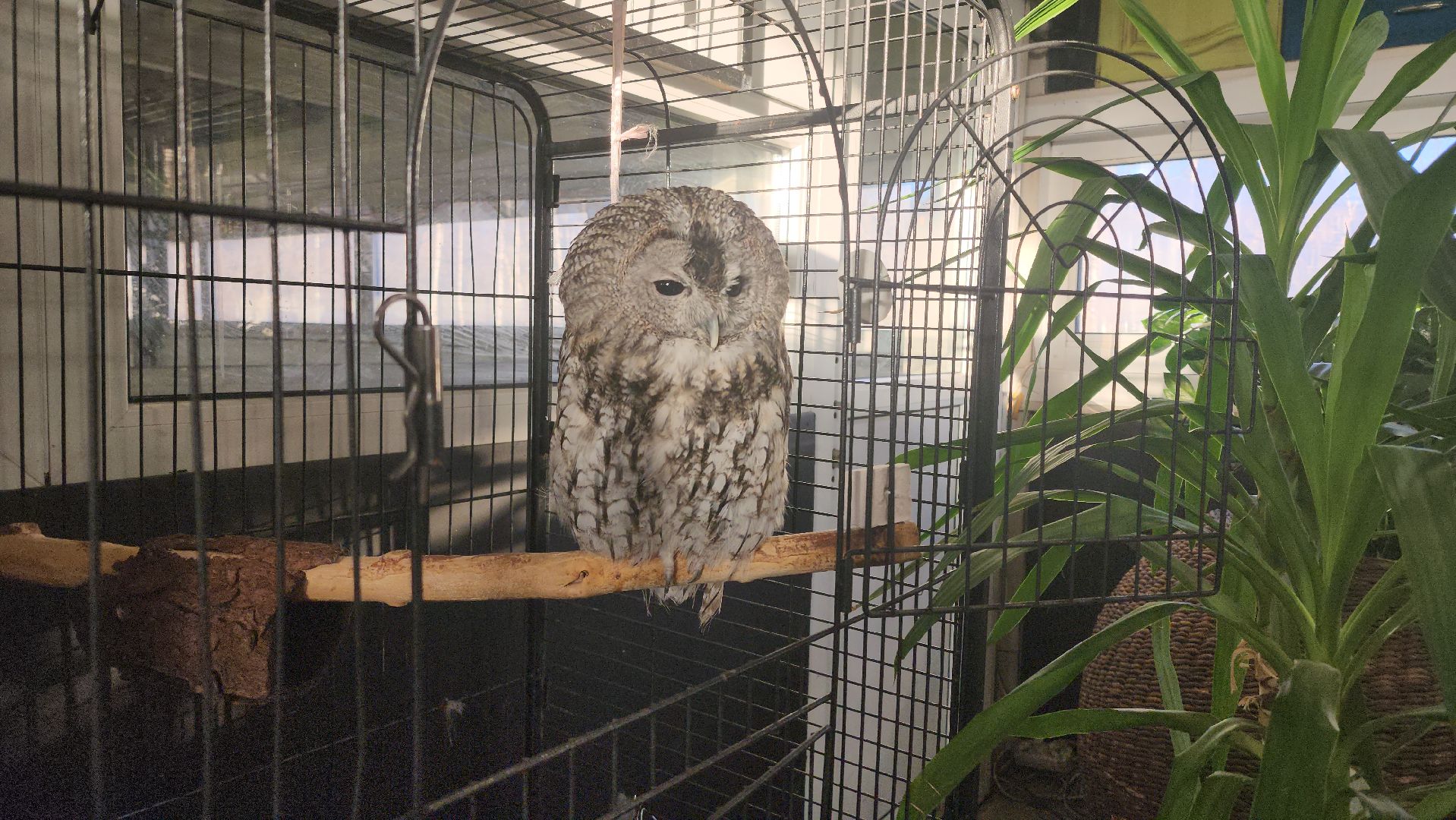 сова, техцентр, автосервис, балашиха,