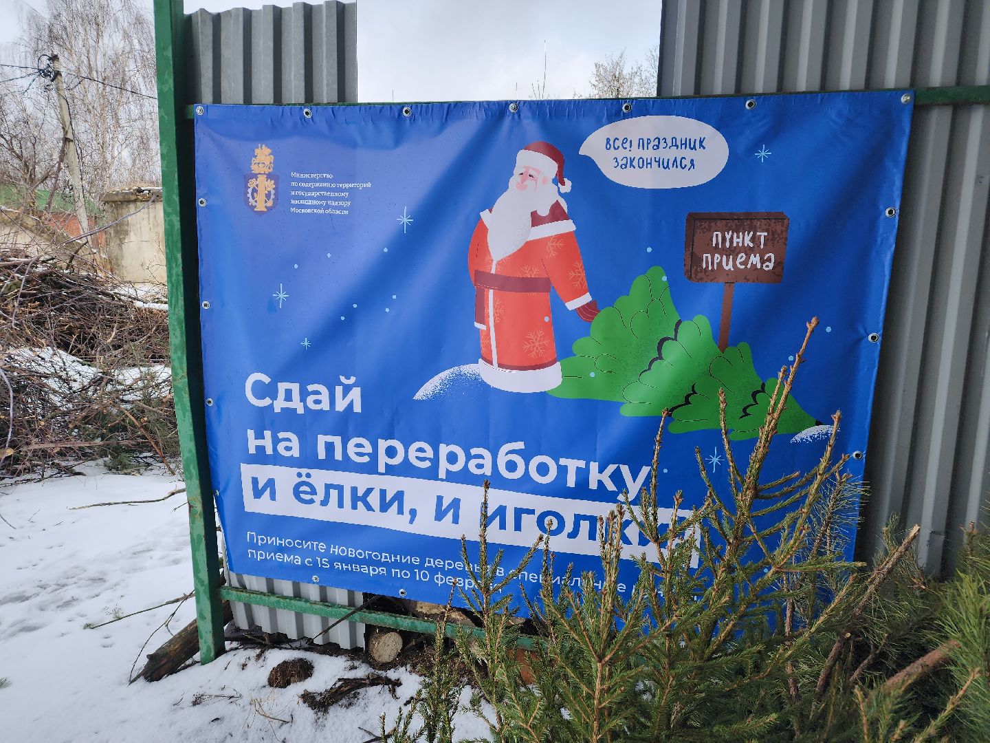 экология, областная акция, переработка елей, Лосино-Петровский,