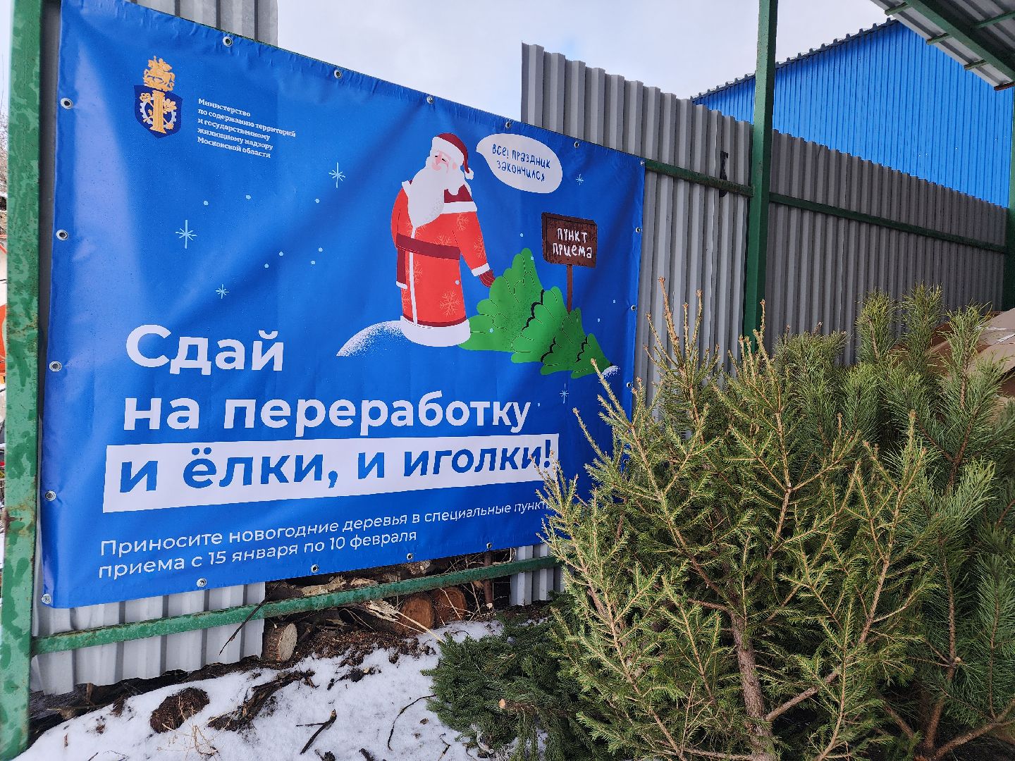 экология, областная акция, переработка елей, Лосино-Петровский,