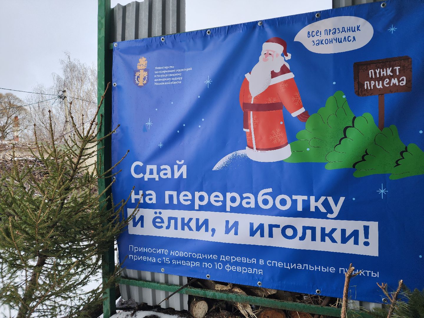 экология, областная акция, переработка елей, Лосино-Петровский,