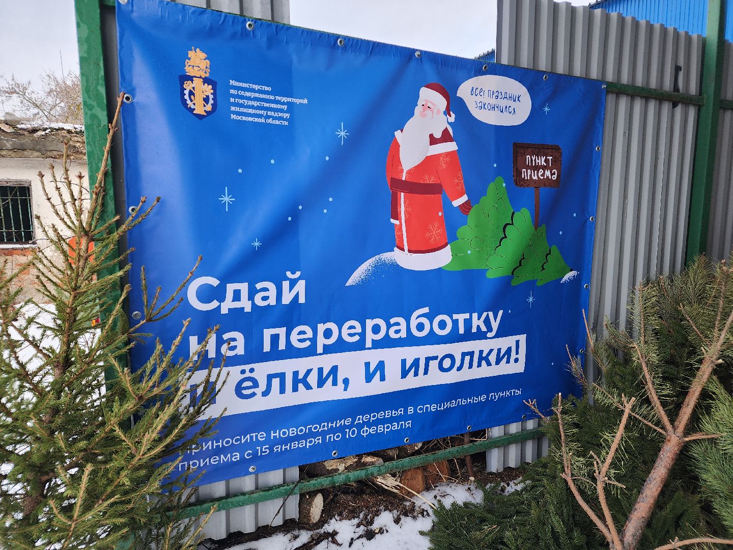 экология, областная акция, переработка елей, Лосино-Петровский,