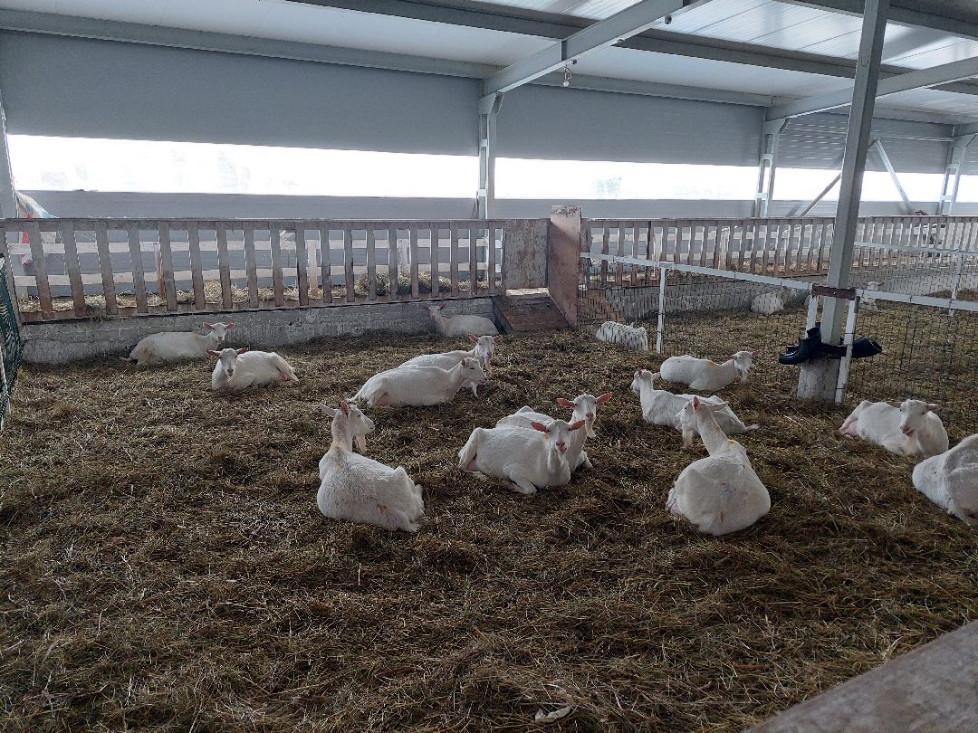 Воскресенск, общество