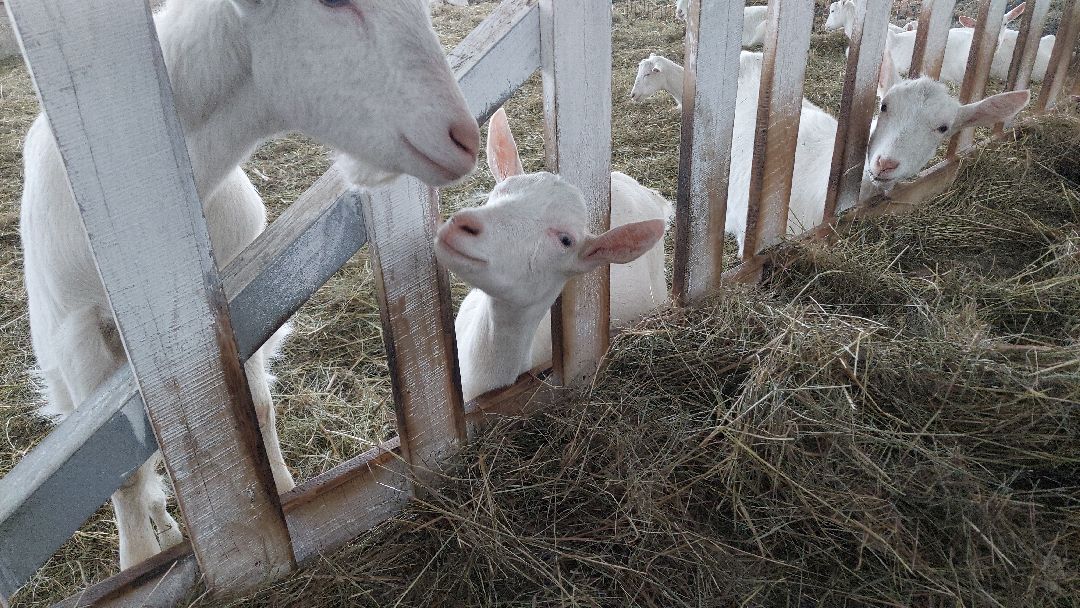 Воскресенск, общество