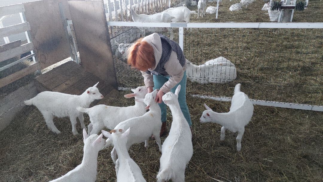 Воскресенск, общество