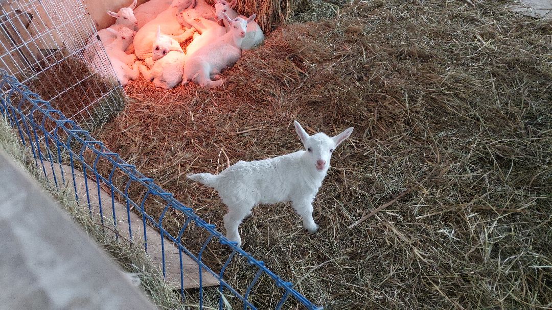 Воскресенск, общество