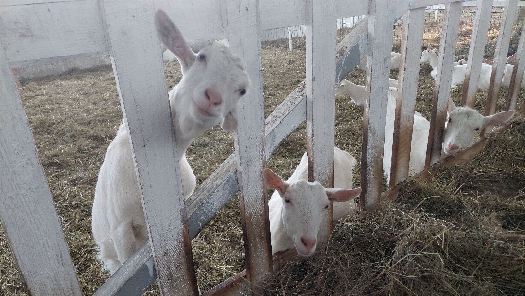 Воскресенск, общество