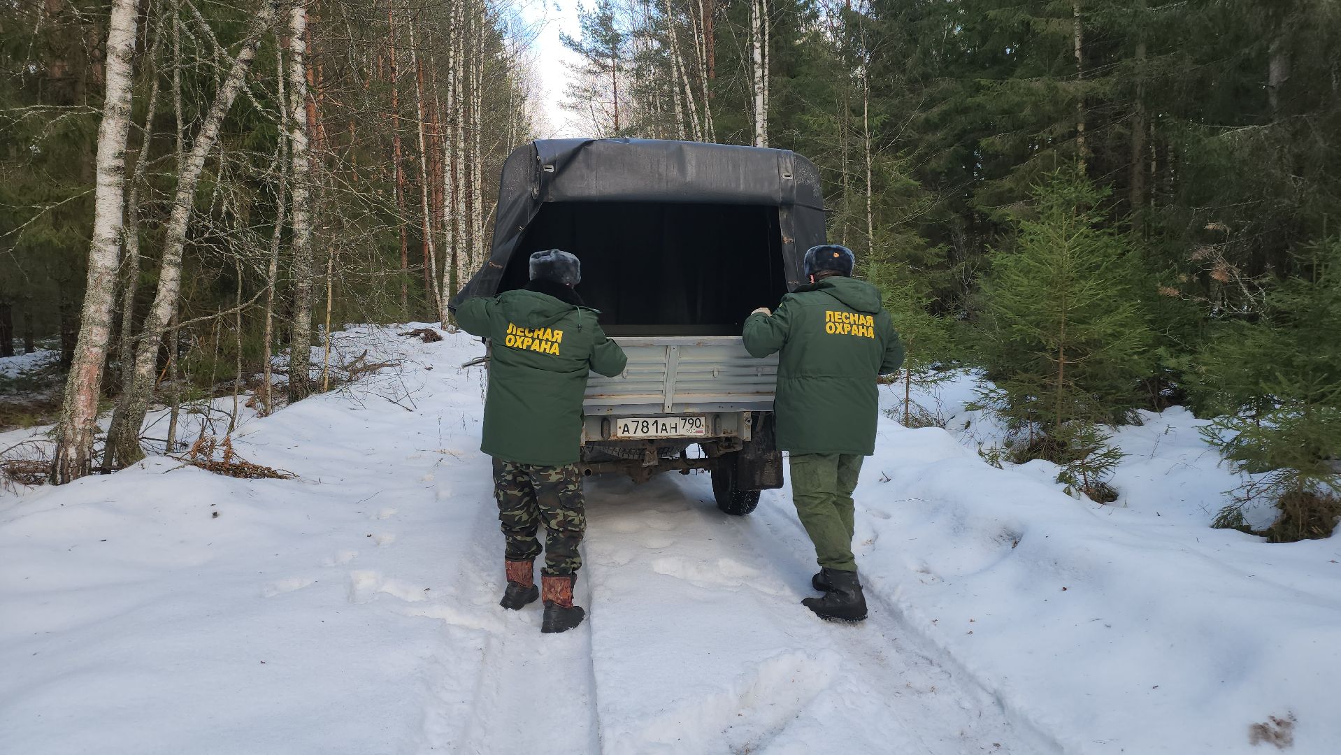 Егорьевск, Подмосковье, Московская область, Мособллес,