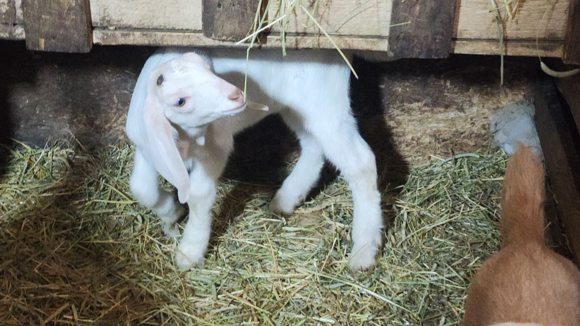фермерство, подсобное хозяйство, козья ферма, волоколамск, кашино,