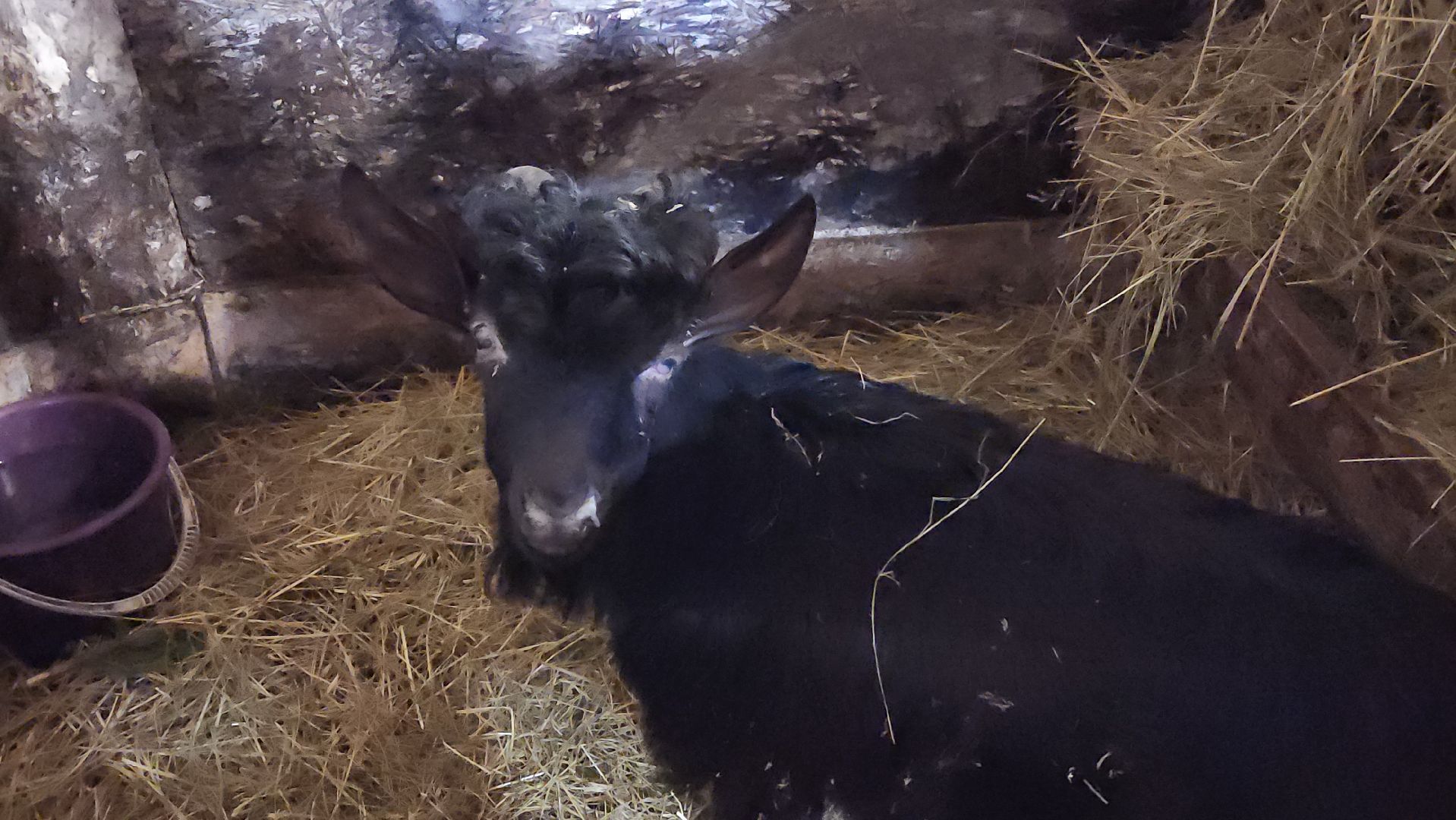 фермерство, подсобное хозяйство, козья ферма, волоколамск, кашино,