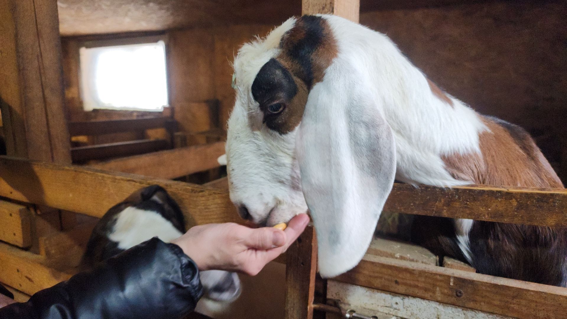 фермерство, подсобное хозяйство, козья ферма, волоколамск, кашино,