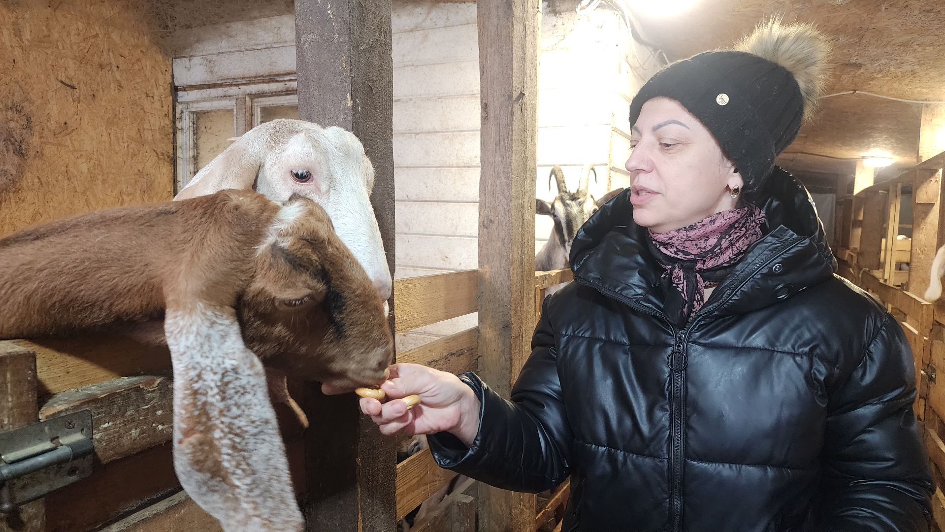 фермерство, подсобное хозяйство, козья ферма, волоколамск, кашино,