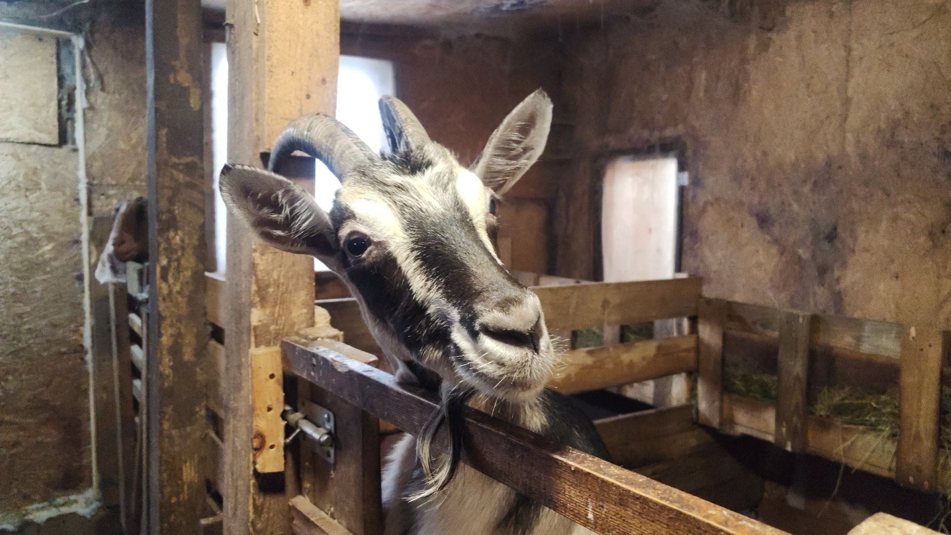 фермерство, подсобное хозяйство, козья ферма, волоколамск, кашино,