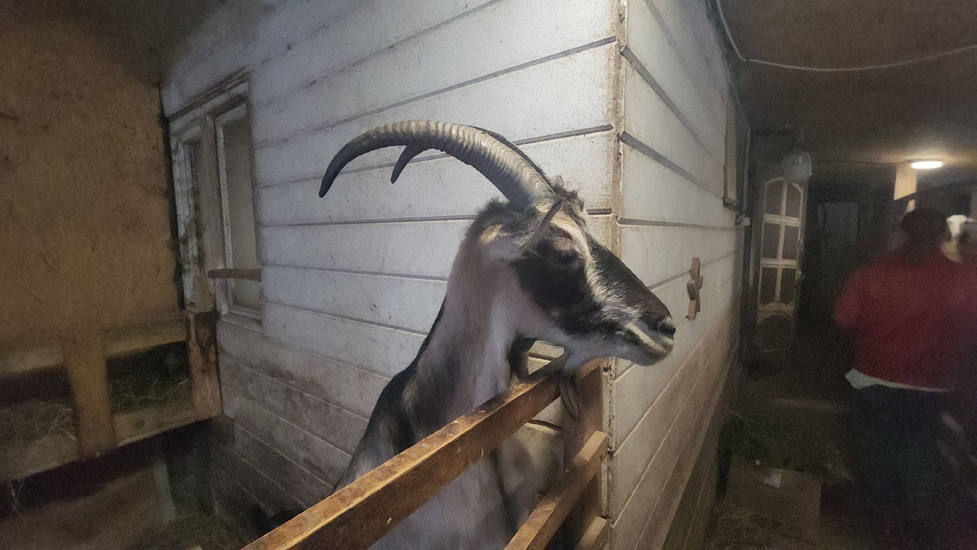 фермерство, подсобное хозяйство, козья ферма, волоколамск, кашино,