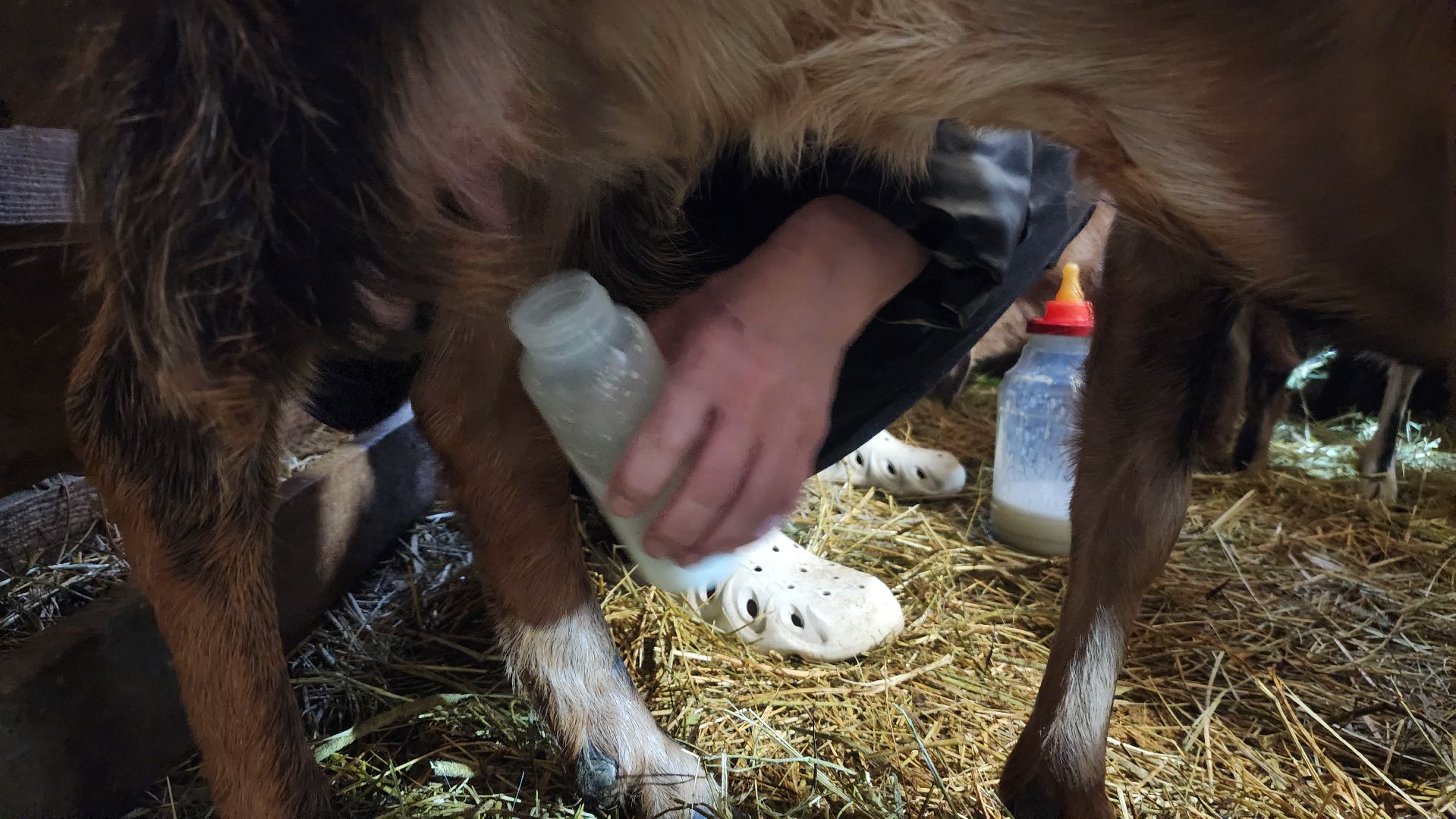 фермерство, подсобное хозяйство, козья ферма, волоколамск, кашино,