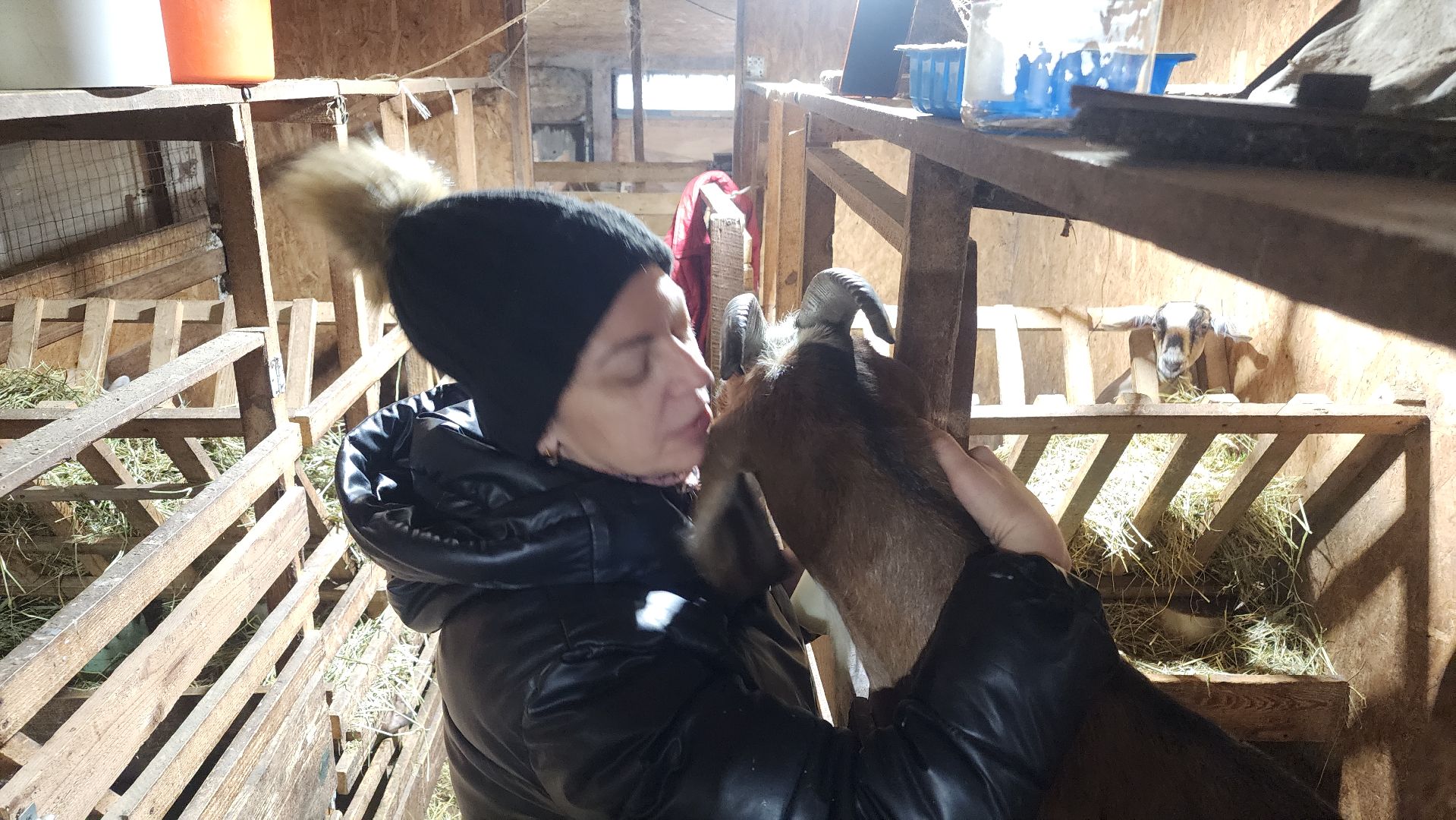 фермерство, подсобное хозяйство, козья ферма, волоколамск, кашино,