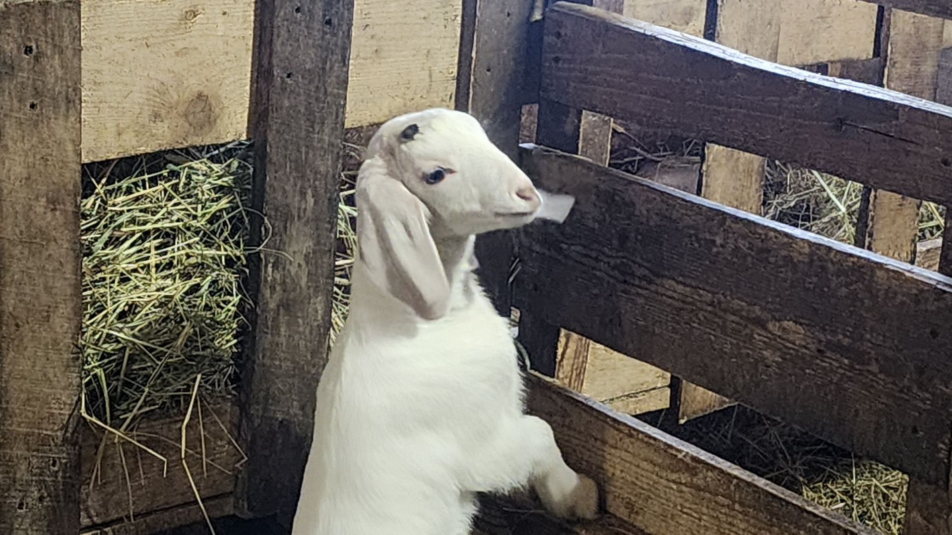 фермерство, подсобное хозяйство, козья ферма, волоколамск, кашино,