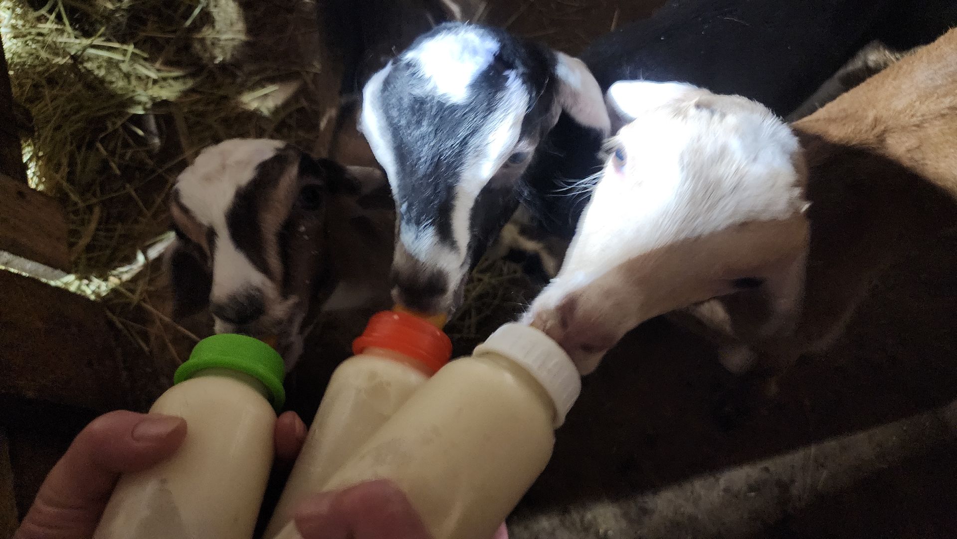 фермерство, подсобное хозяйство, козья ферма, волоколамск, кашино,