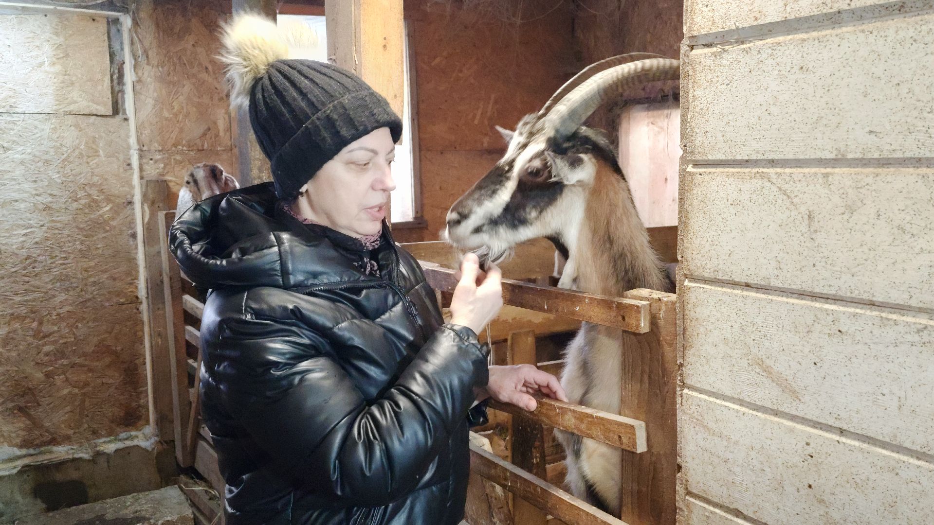 фермерство, подсобное хозяйство, козья ферма, волоколамск, кашино,