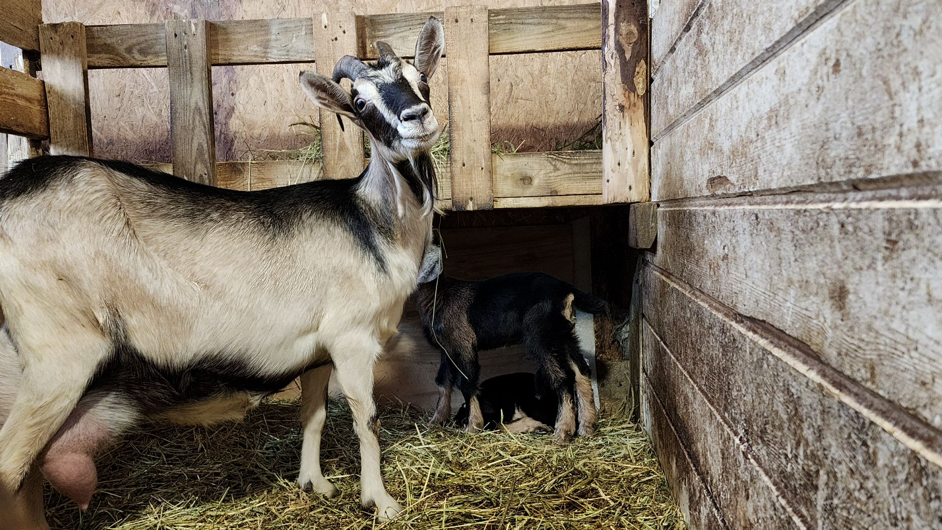 фермерство, подсобное хозяйство, козья ферма, волоколамск, кашино,