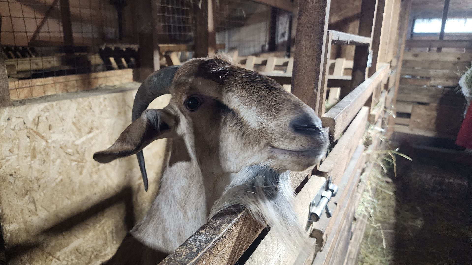 фермерство, подсобное хозяйство, козья ферма, волоколамск, кашино,