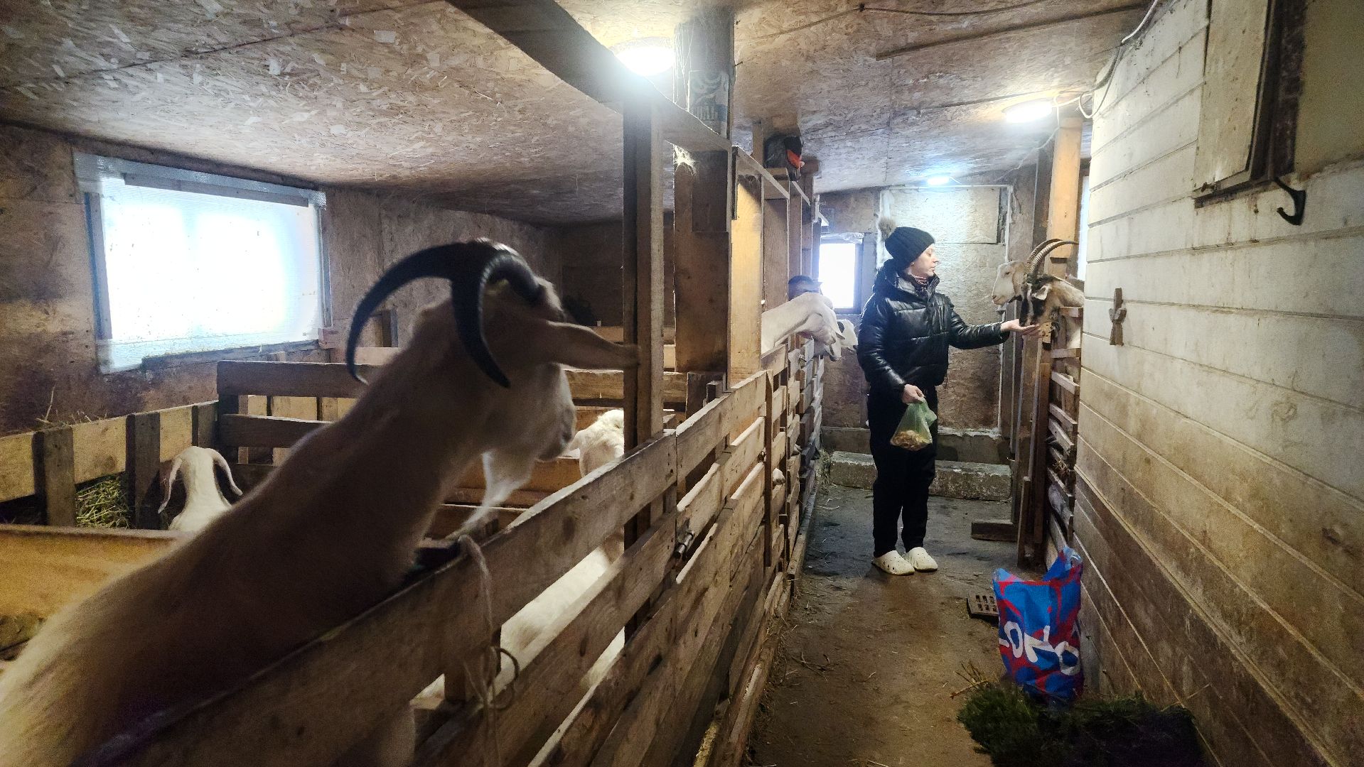 фермерство, подсобное хозяйство, козья ферма, волоколамск, кашино,