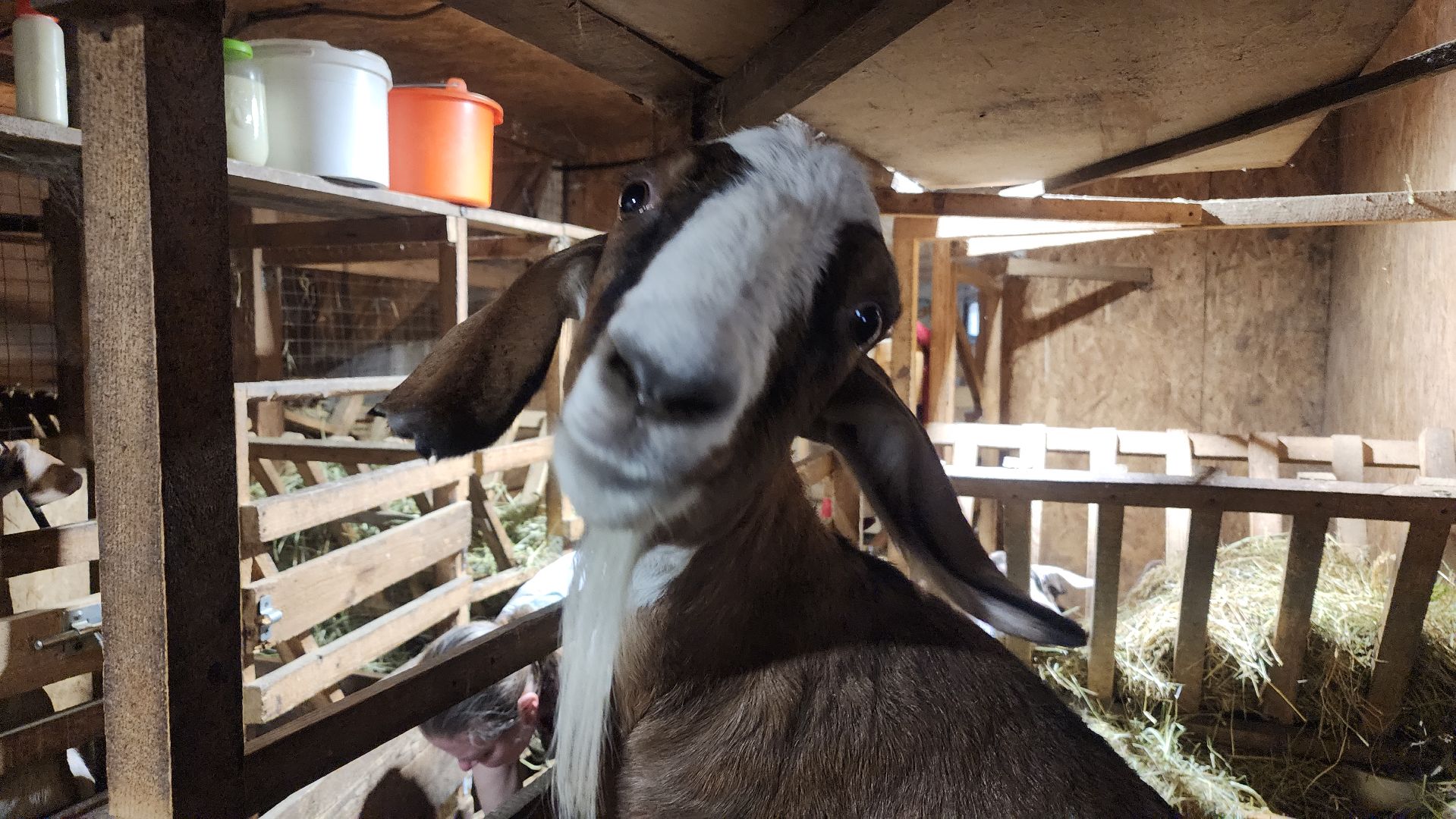фермерство, подсобное хозяйство, козья ферма, волоколамск, кашино,