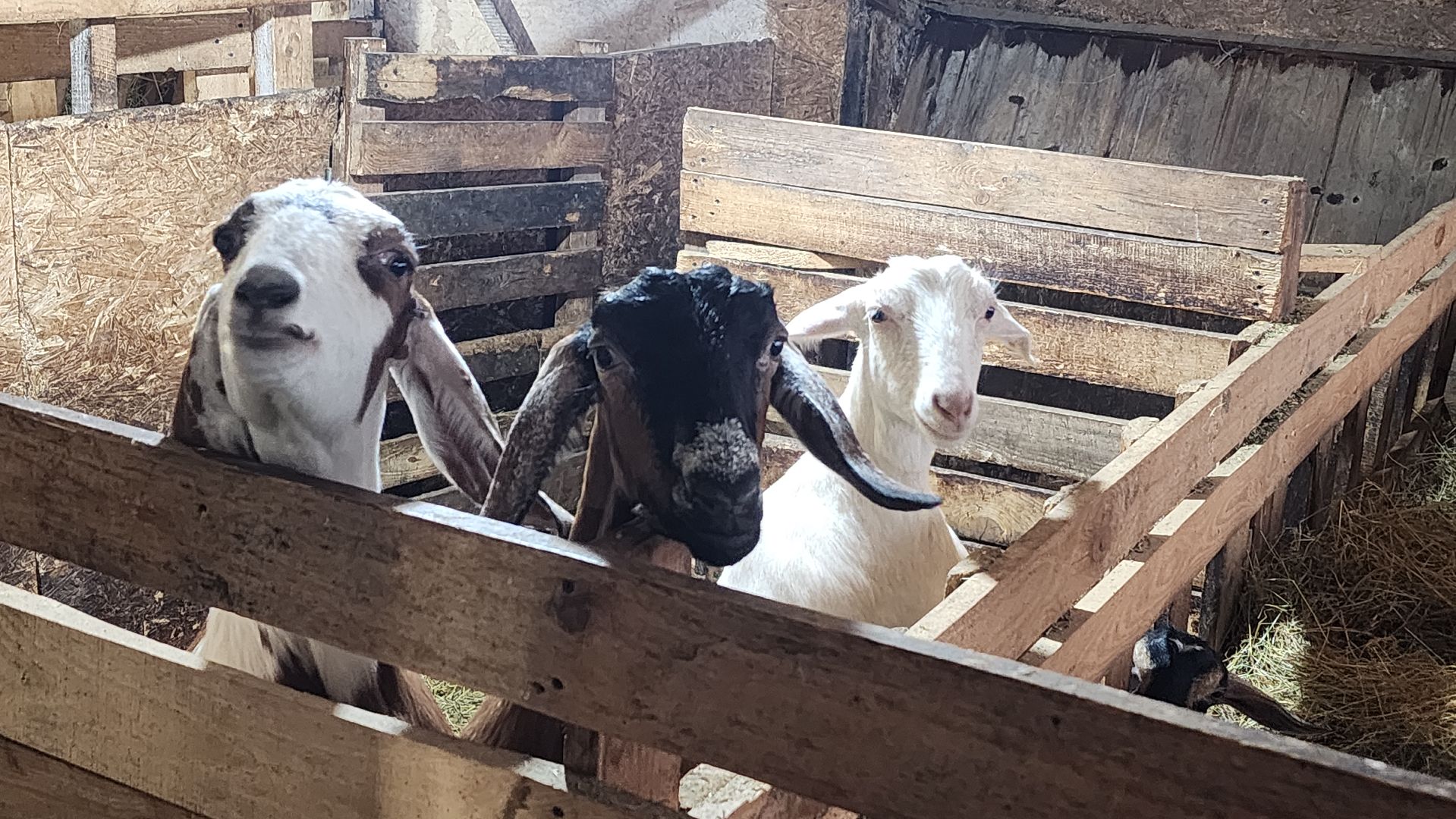 фермерство, подсобное хозяйство, козья ферма, волоколамск, кашино,