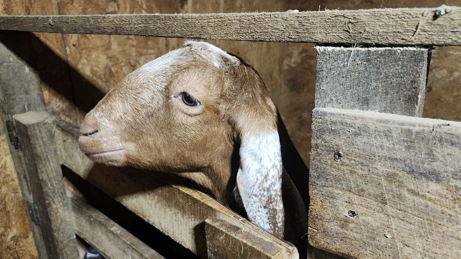 фермерство, подсобное хозяйство, козья ферма, волоколамск, кашино,