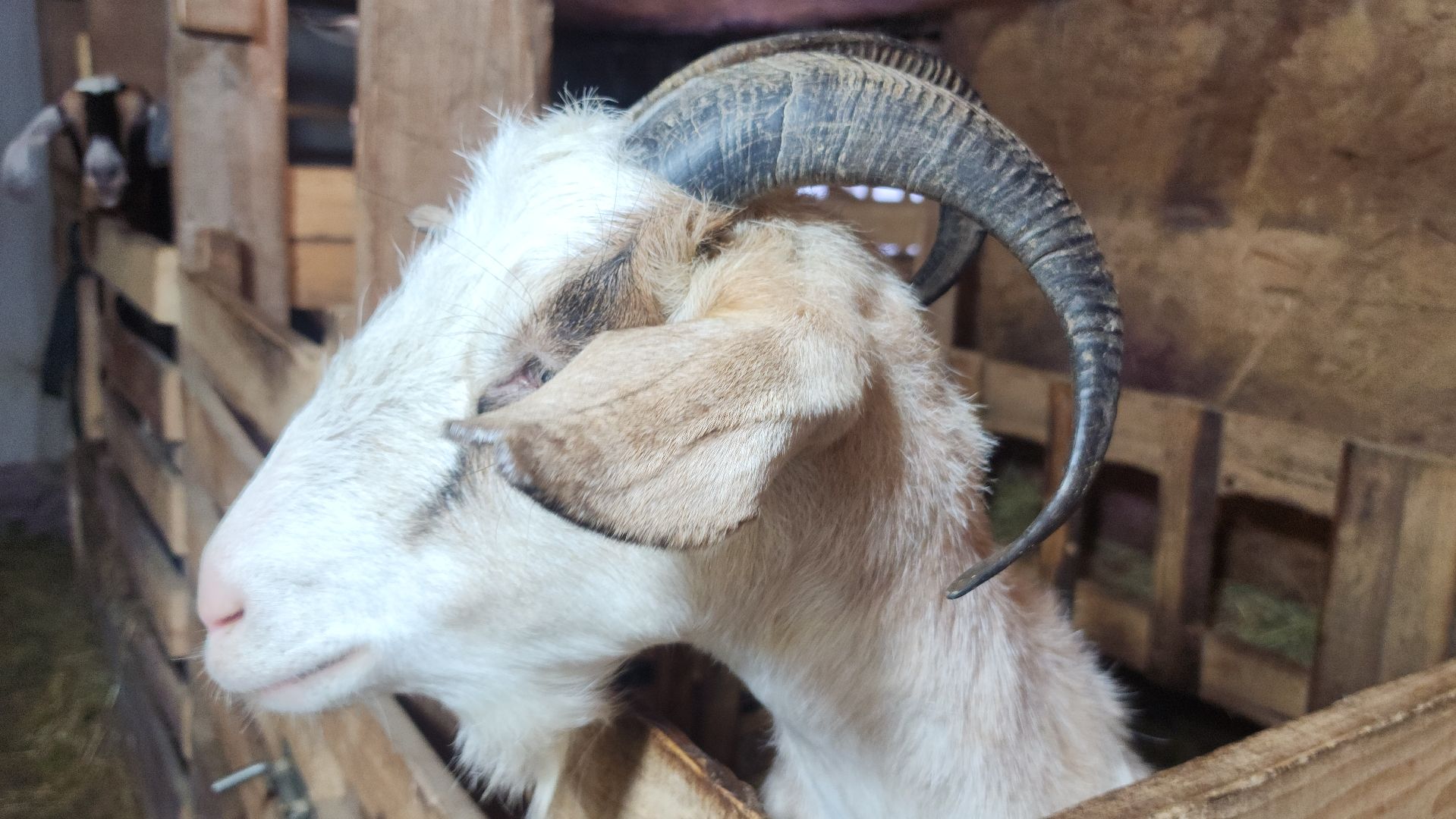 фермерство, подсобное хозяйство, козья ферма, волоколамск, кашино,