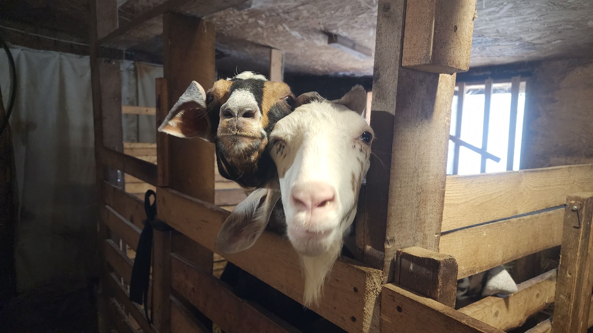 фермерство, подсобное хозяйство, козья ферма, волоколамск, кашино,