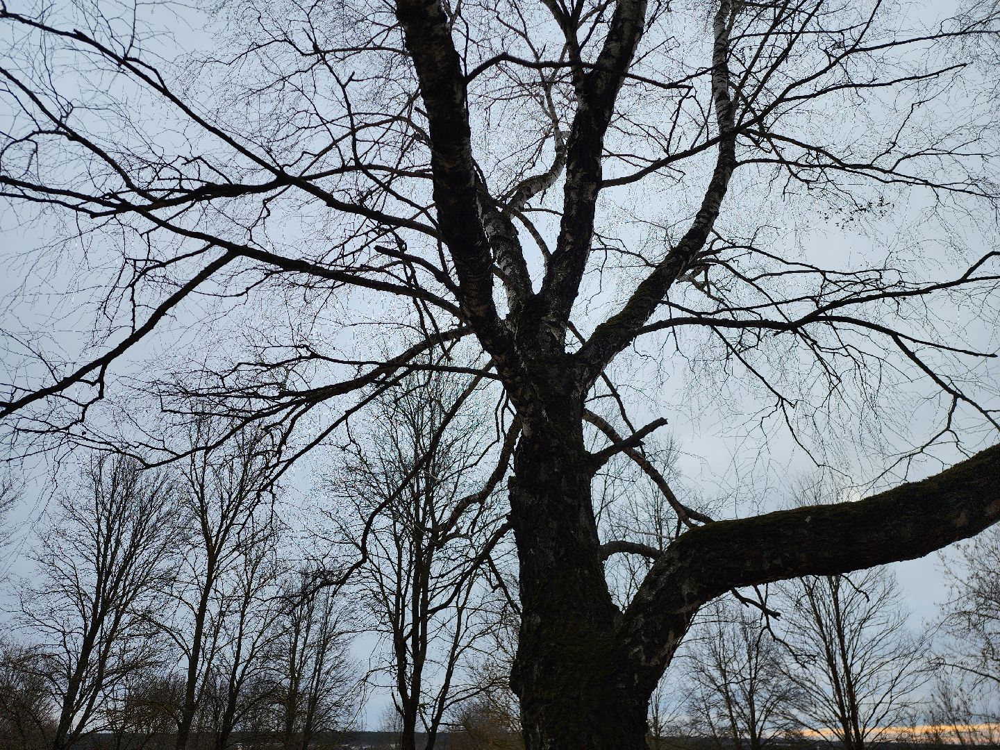 Коломна, благоустройство, парк,