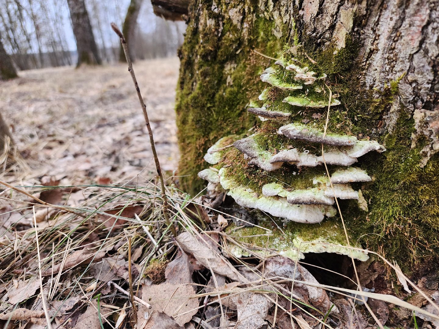 Коломна, благоустройство, парк,