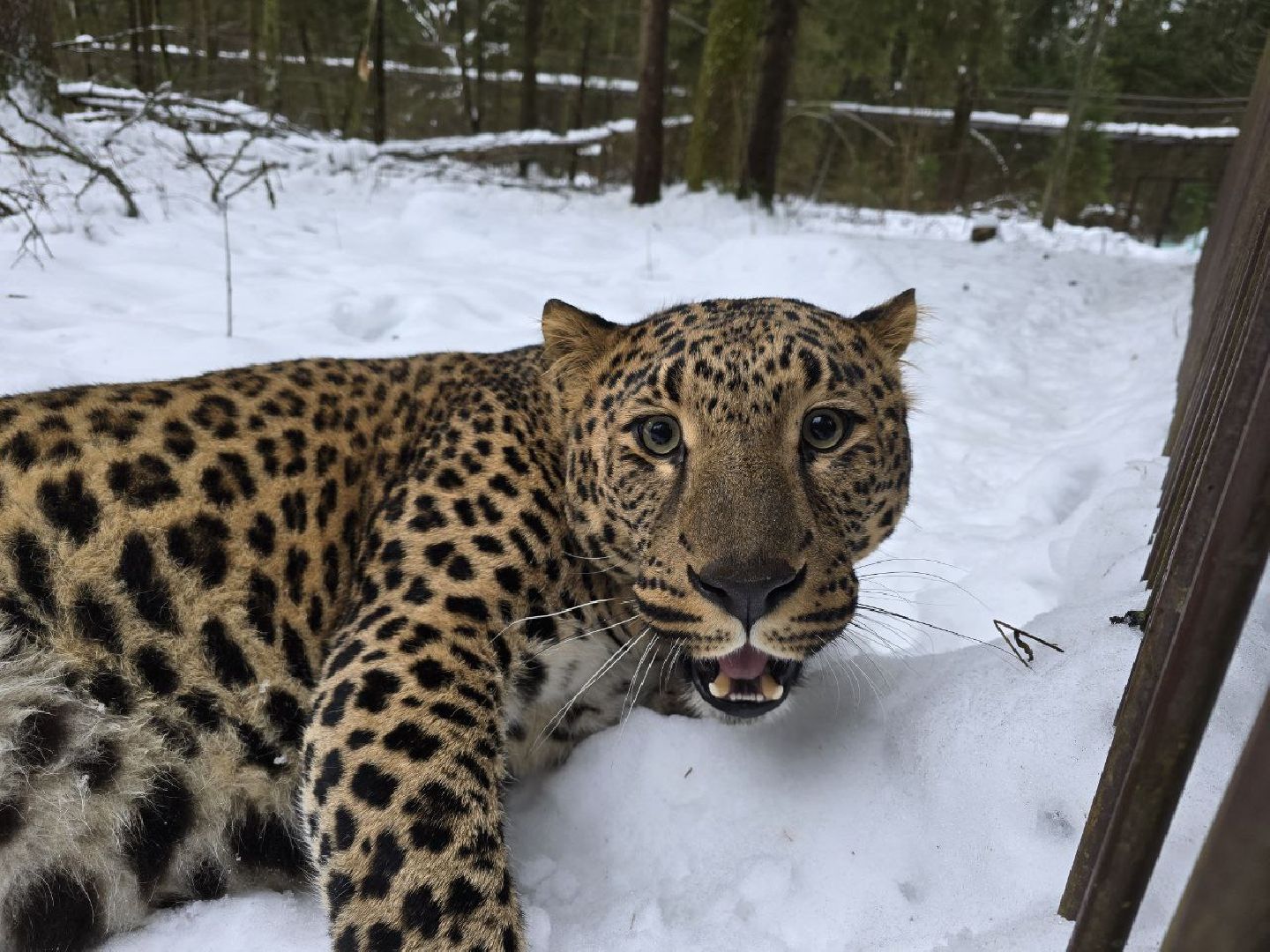 можайск, можайский муниципальный округ, подмосковье, туризм, парк тигров, подмосковный сафари-парк, хищники, тигры, львы,