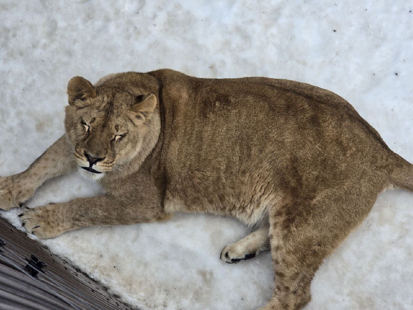 можайск, можайский муниципальный округ, подмосковье, туризм, парк тигров, подмосковный сафари-парк, хищники, тигры, львы,
