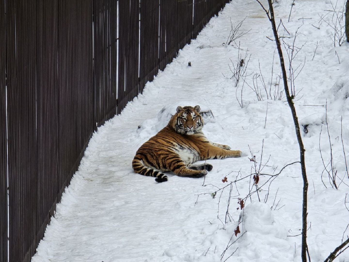 можайск, можайский муниципальный округ, подмосковье, туризм, парк тигров, подмосковный сафари-парк, хищники, тигры, львы,