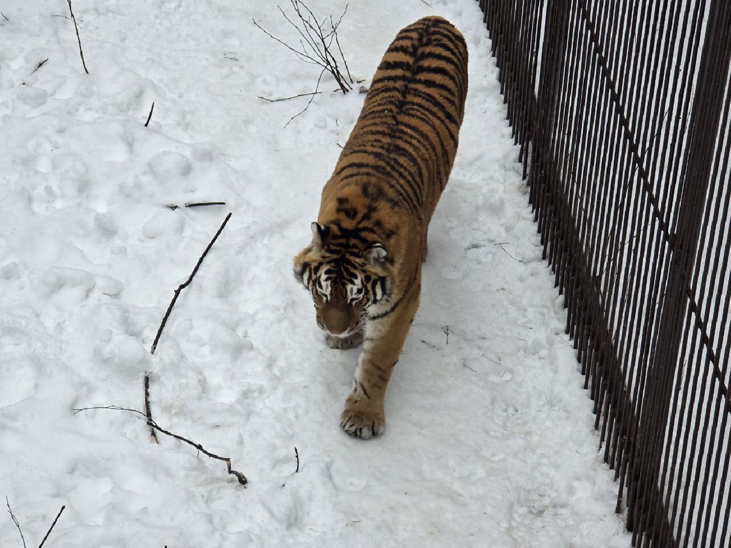 можайск, можайский муниципальный округ, подмосковье, туризм, парк тигров, подмосковный сафари-парк, хищники, тигры, львы,