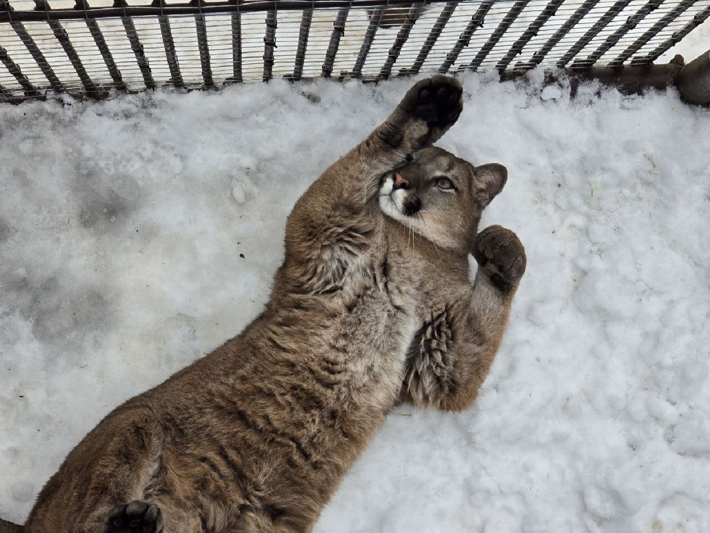 можайск, можайский муниципальный округ, подмосковье, туризм, парк тигров, подмосковный сафари-парк, хищники, тигры, львы,