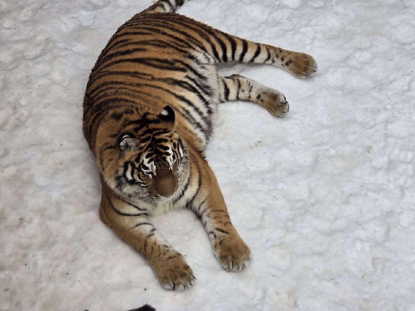 можайск, можайский муниципальный округ, подмосковье, туризм, парк тигров, подмосковный сафари-парк, хищники, тигры, львы,