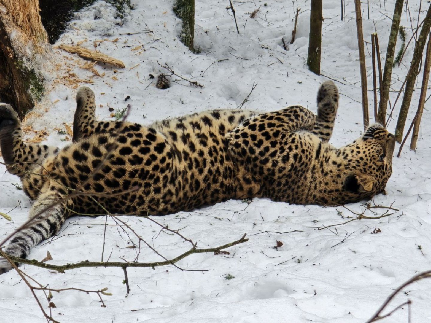 можайск, можайский муниципальный округ, подмосковье, туризм, парк тигров, подмосковный сафари-парк, хищники, тигры, львы,