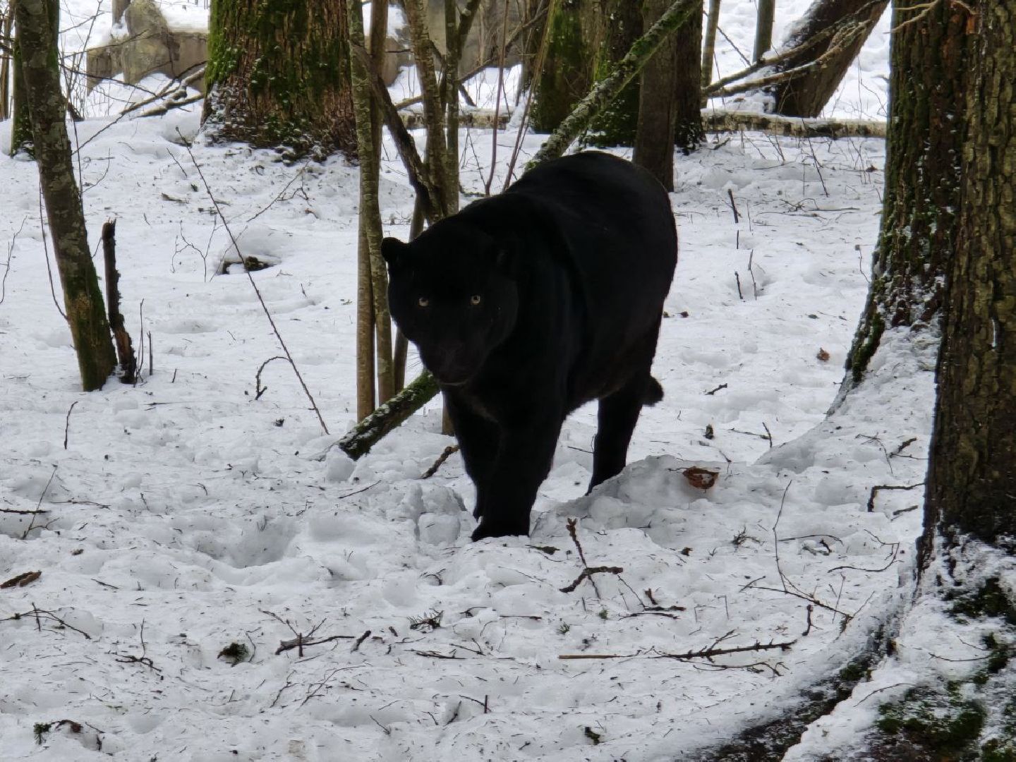 можайск, можайский муниципальный округ, подмосковье, туризм, парк тигров, подмосковный сафари-парк, хищники, тигры, львы,