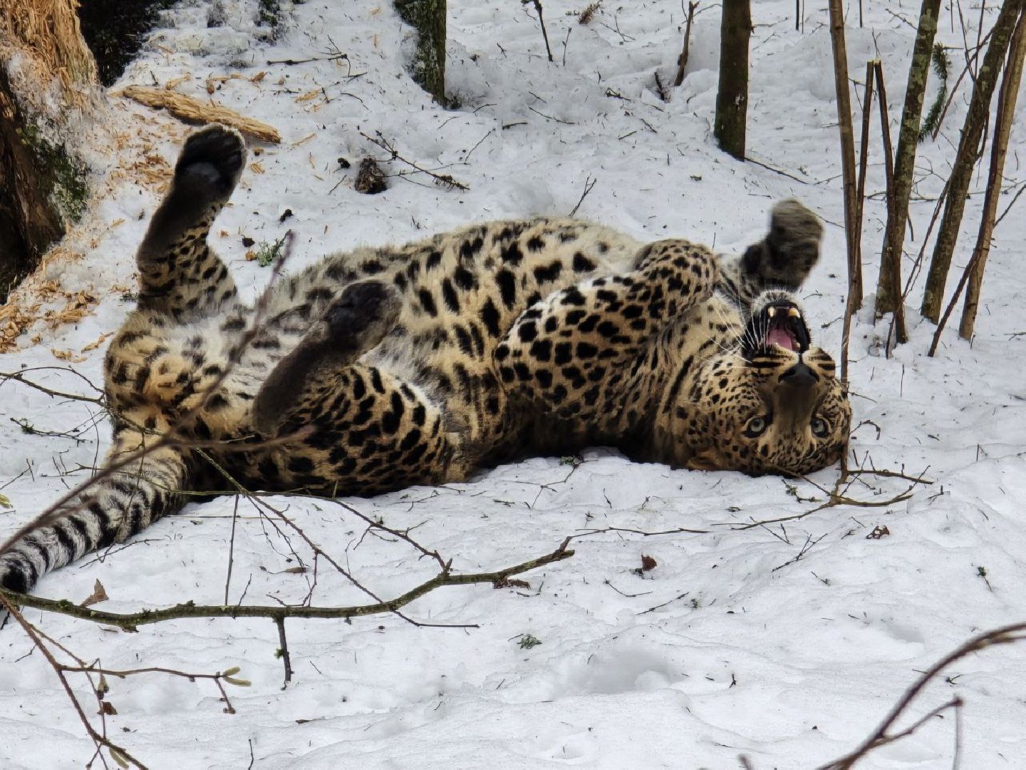 можайск, можайский муниципальный округ, подмосковье, туризм, парк тигров, подмосковный сафари-парк, хищники, тигры, львы,