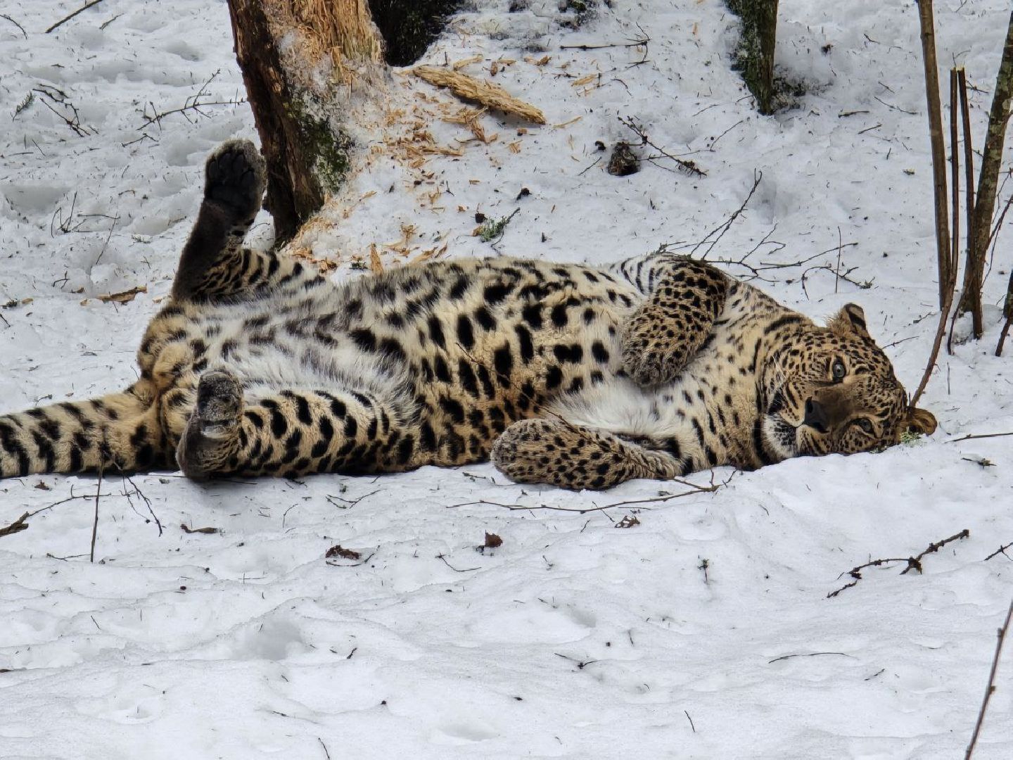 можайск, можайский муниципальный округ, подмосковье, туризм, парк тигров, подмосковный сафари-парк, хищники, тигры, львы,
