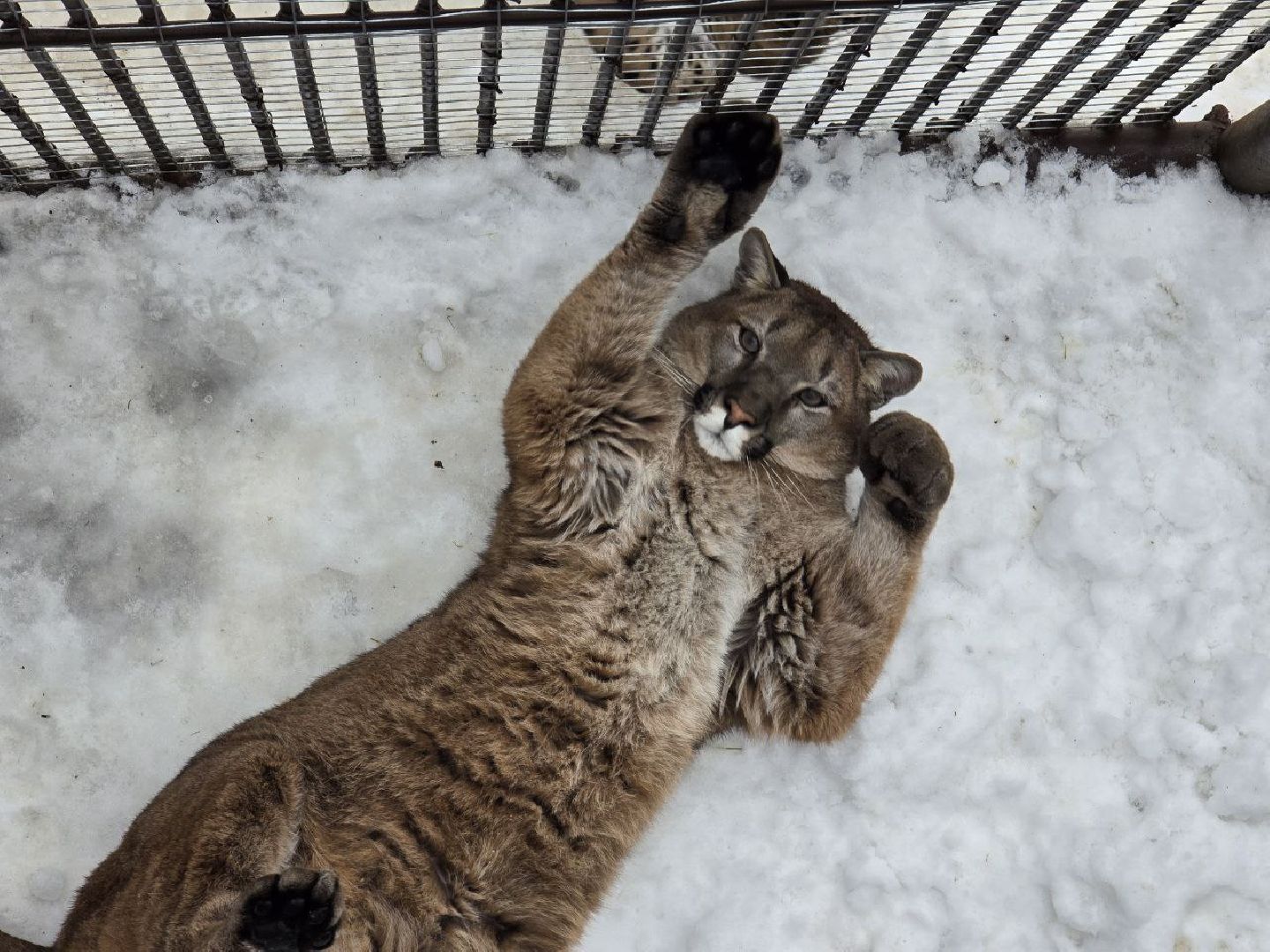 можайск, можайский муниципальный округ, подмосковье, туризм, парк тигров, подмосковный сафари-парк, хищники, тигры, львы,