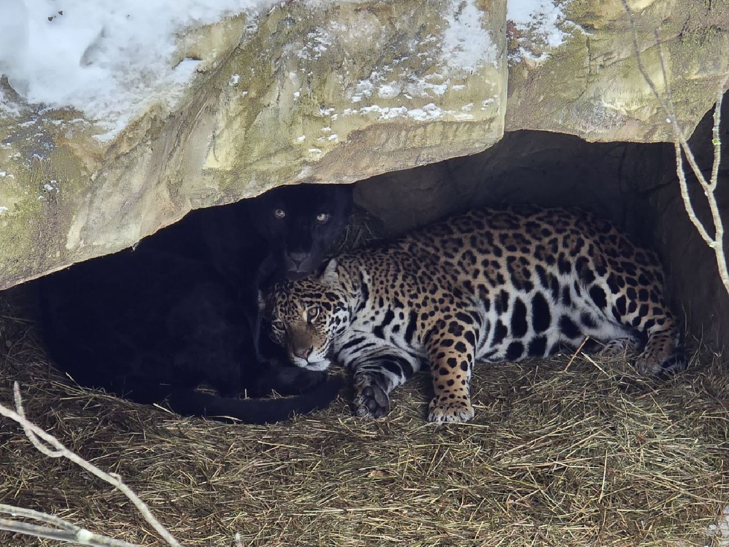 можайск, можайский муниципальный округ, подмосковье, туризм, парк тигров, подмосковный сафари-парк, хищники, тигры, львы,