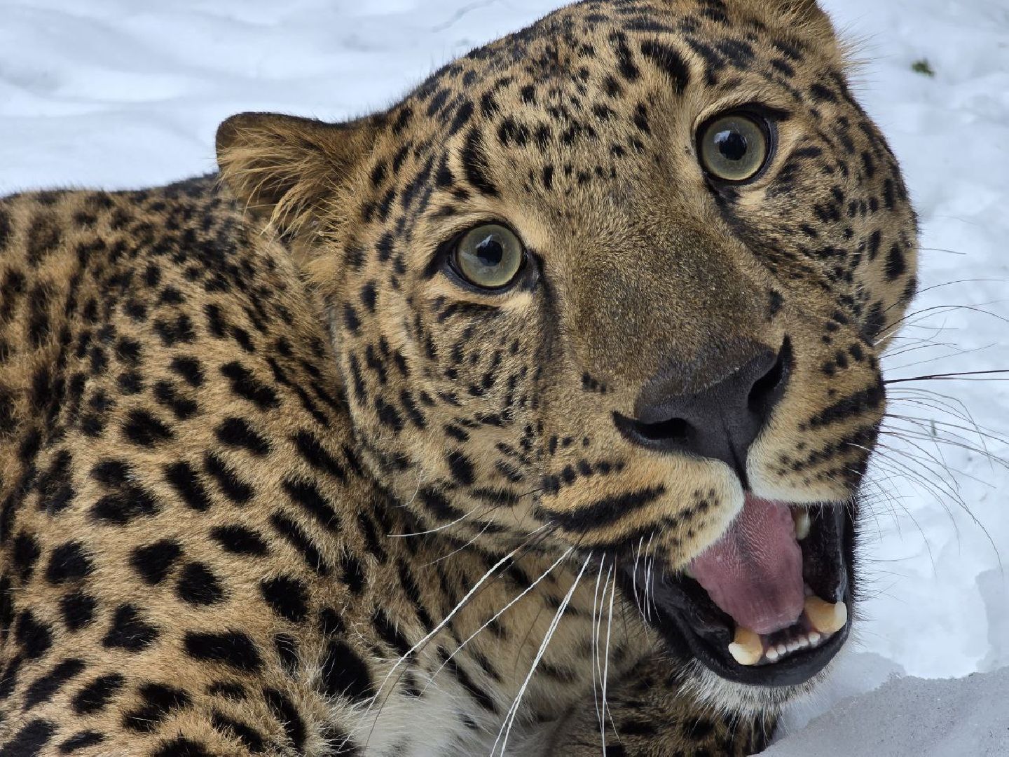 можайск, можайский муниципальный округ, подмосковье, туризм, парк тигров, подмосковный сафари-парк, хищники, тигры, львы,