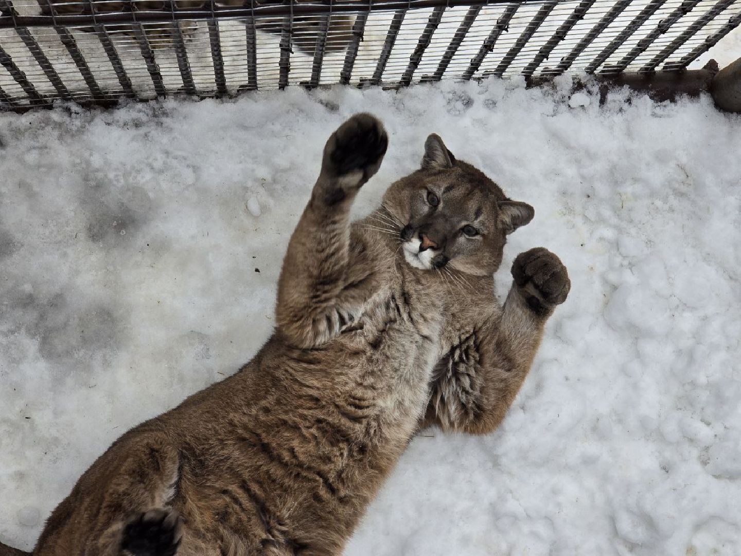можайск, можайский муниципальный округ, подмосковье, туризм, парк тигров, подмосковный сафари-парк, хищники, тигры, львы,